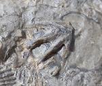 Tetractinella trigonella SCHLOTHEIM 1820 - Bild &copy; FossNet FossilienStore